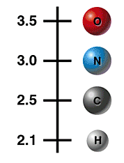 An Electronegativity Scale depicted by a graduated vertical line with values 3.5, 3.0, 2.5 and 2.1 from top to bottom respectively on the left. A red sphere labeled 'O' representing an oxygen atom is adjacent to 3.5, a blue sphere labeled 'N' representing a nitrogen atom is adjacent to 3.0, a dark grey sphere labeled 'C' representing a carbon atom is adjacent to 2.5 and a small light grey sphere labeled 'H' representing a hydrogen atom is adjacent to 2.1. 