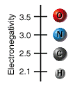 An inset of an Electronegativity Scale is depicted at the top left by a graduated vertical line with values 3.5, 3.0, 2.5 and 2.1 marked from top to bottom respectively. A red sphere labeled ‘O’ representing an oxygen atom is adjacent to 3.5, a blue sphere labeled ‘N’ representing a nitrogen atom is adjacent to 3.0, a dark grey sphere labeled ‘C’ representing a carbon atom is adjacent to 2.5 and a small light grey sphere labeled ‘H’ representing a hydrogen atom is adjacent to 2.1.